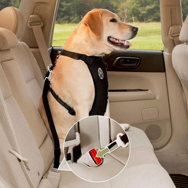 Dog Car Safety Tips