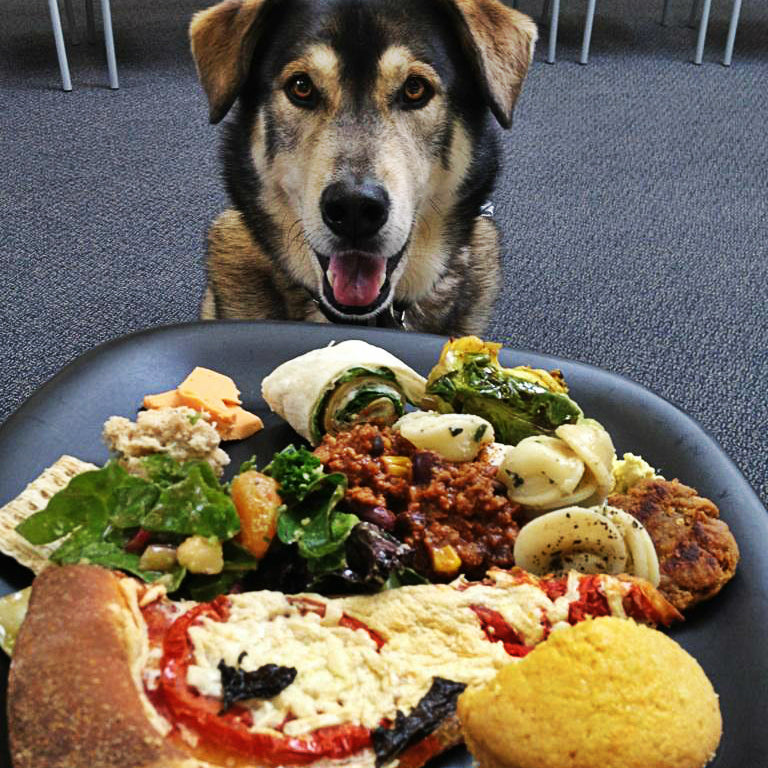 Homemade Dog Food Recipes