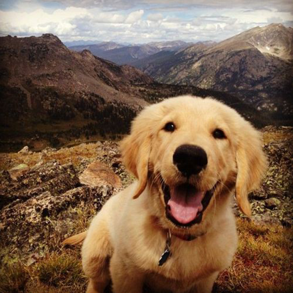 Top 10 Dog Facts!